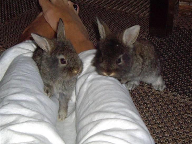 Kanin Peanut - Bror og søster ude på ballade :) billede 2