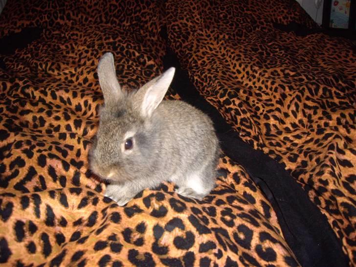 Kanin Peanut billede 3