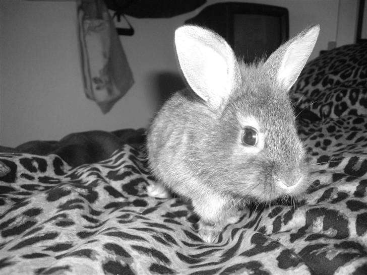 Kanin Peanut billede 4