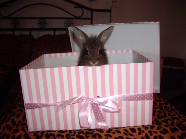 Kanin Peanut billede 5