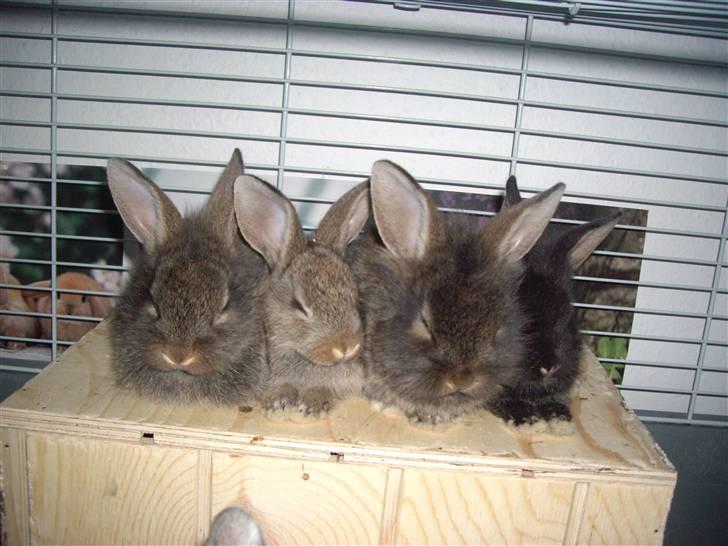 Kanin Peanut - Sovetid på træhuset .. . billede 6