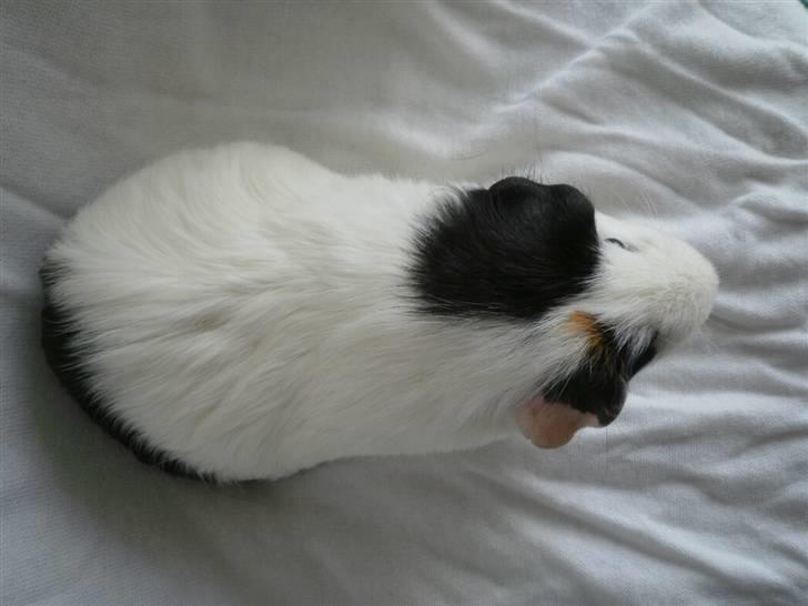 Marsvin Nille billede 6