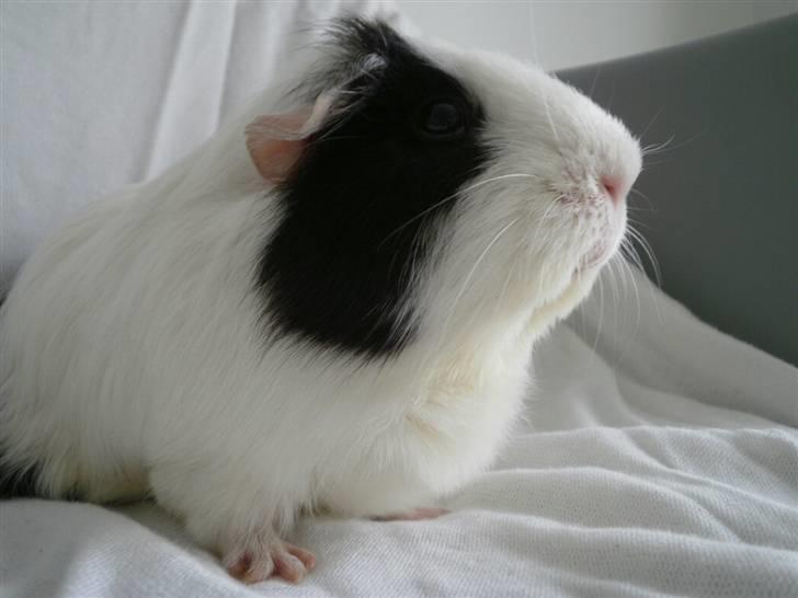 Marsvin Nille billede 7