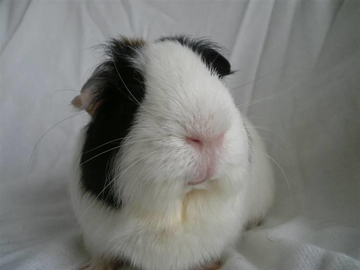 Marsvin Nille billede 8