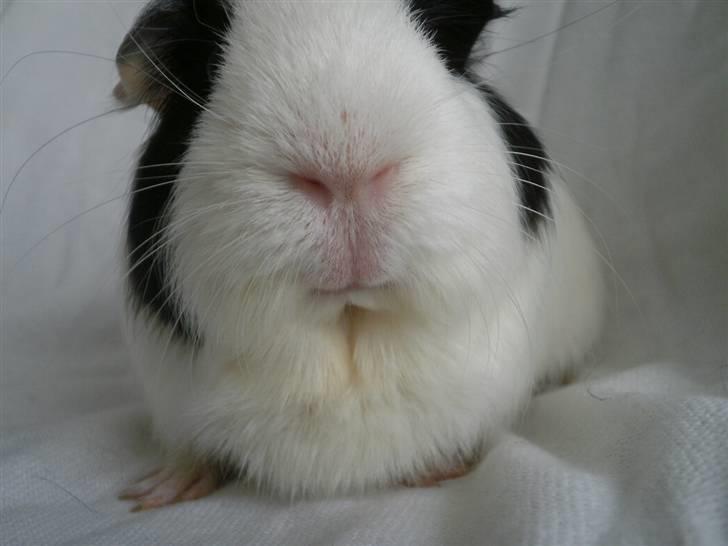 Marsvin Nille billede 9