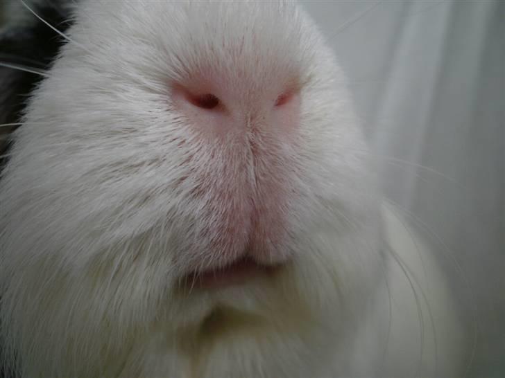 Marsvin Nille billede 10