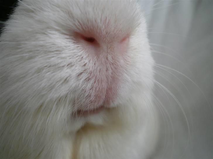 Marsvin Nille billede 11