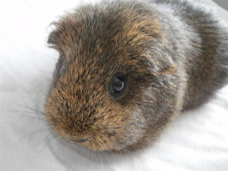 Marsvin Luna billede 7