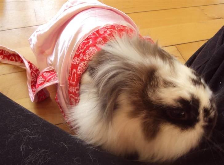 Kanin Trunte - En lille fin dame. :) billede 1