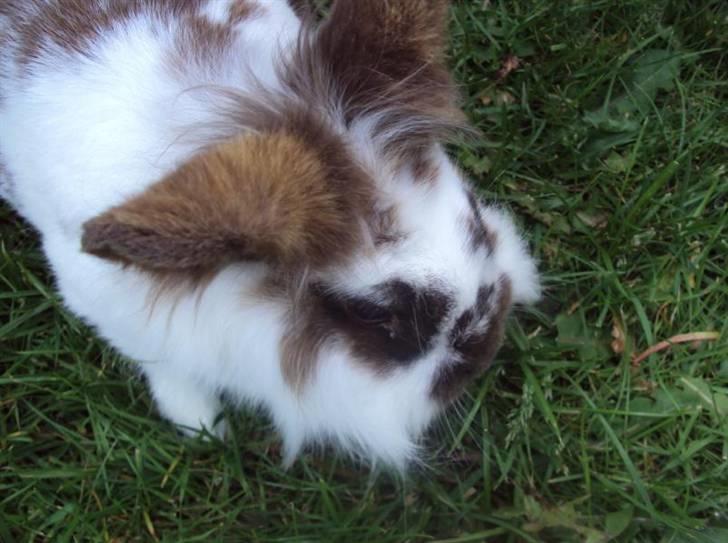 Kanin Trunte - En tur i haven! billede 2