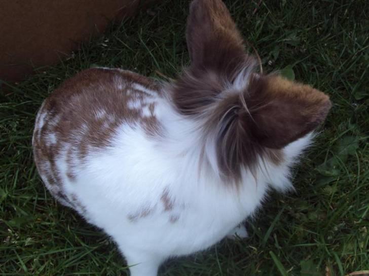 Kanin Trunte billede 3