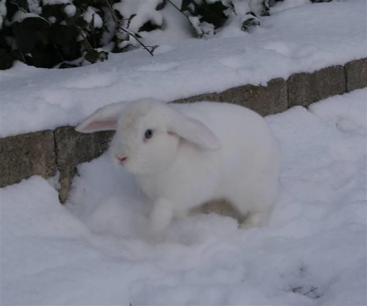 Kanin (DV) Bellissimo |Bellis| - første vinter, Min skatt i fuld hopsa over sne´en. Troede aldrig jeg kunne fange dig igen ;^) billede 15