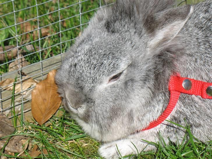 Kanin Beauty R.I.P - Velkommen til Beauty´s profil billede 1