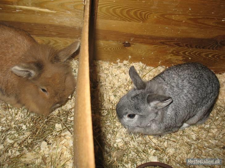 Kanin Beauty R.I.P - Beauty og Nusse  billede 2