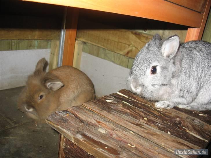 Kanin Beauty R.I.P - når der sider de to søde kaniner billede 3