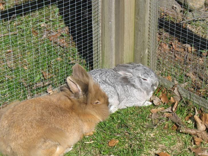 Kanin Beauty R.I.P - Beauty og Nysse nyder sommer vejert billede 4