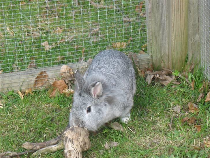 Kanin Beauty R.I.P - Hun syntes vist den er god billede 5