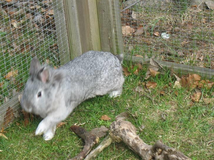 Kanin Beauty R.I.P - Fuld galop ( kanin galop ) billede 6