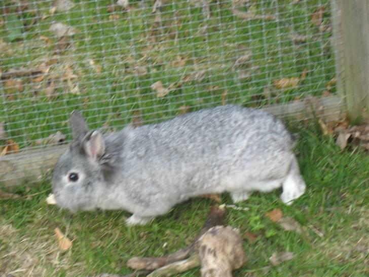 Kanin Beauty R.I.P - Hun snier sig ind på sit bytte  billede 7