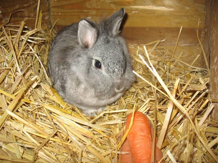 Kanin Beauty R.I.P - hygge i burert det er vinter billede 8