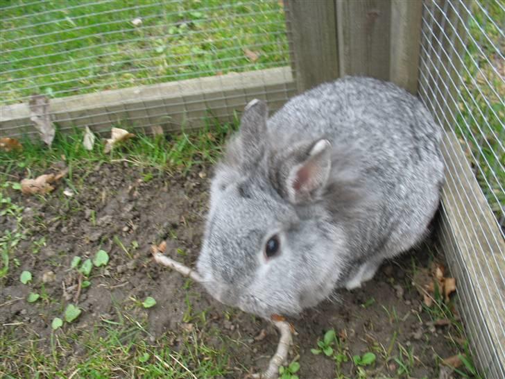 Kanin Beauty R.I.P - bark!!! det er godt billede 9