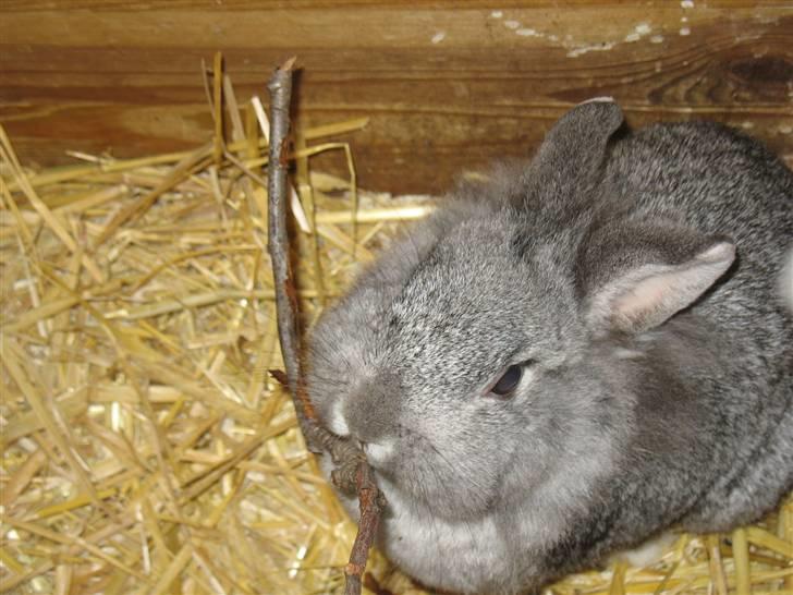 Kanin Beauty R.I.P - igen det er noget af det bæste billede 10