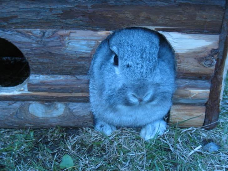 Kanin Beauty R.I.P - Inde i huset  billede 12