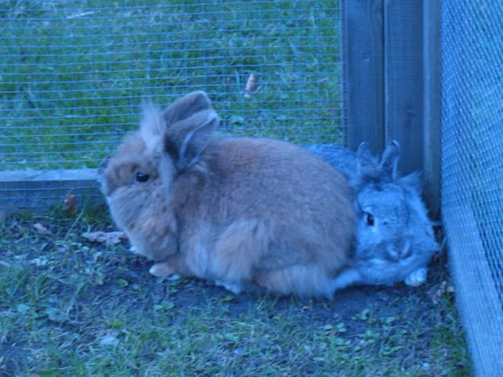 Kanin Beauty R.I.P - Ikke numsen Nusse 8 D billede 13