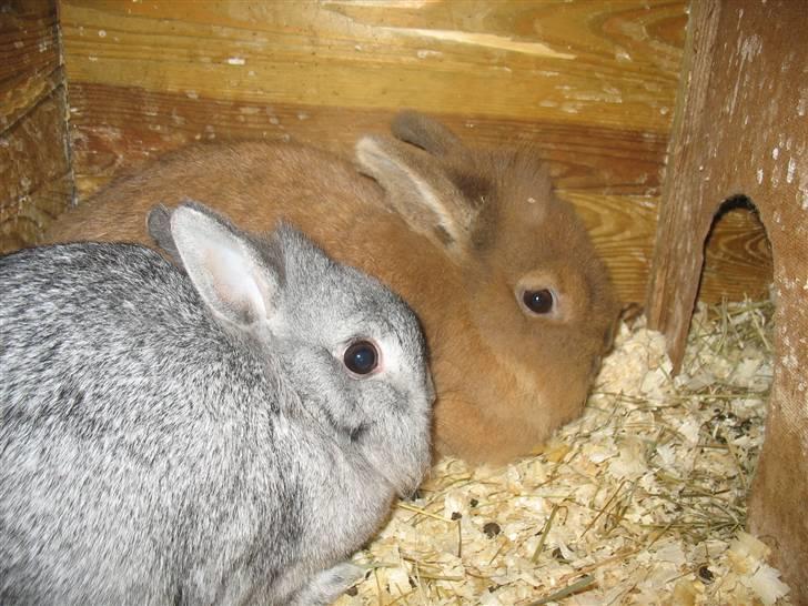 Kanin Beauty R.I.P - Hygge igen billede 14