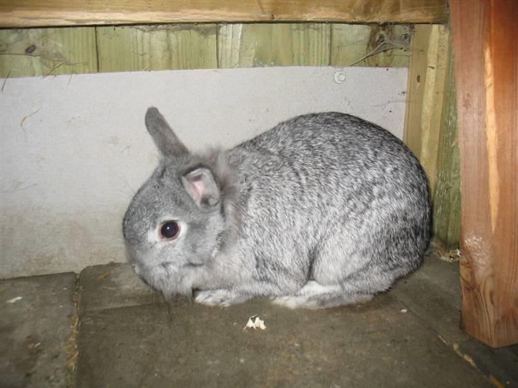 Kanin Beauty R.I.P - Beauty min tøs billede 15