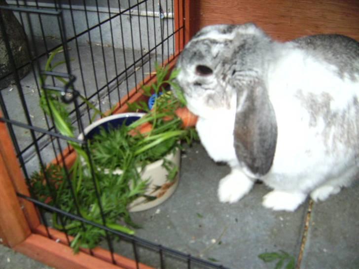 Kanin Ronja Elsket og savnet - Mmmmh Mad billede 20