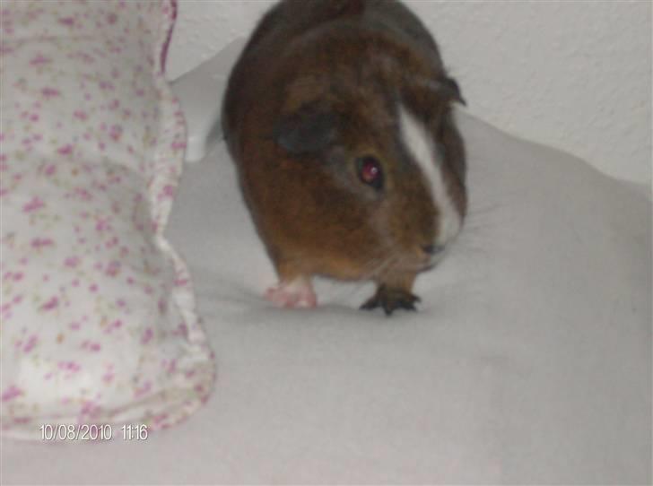 Marsvin King John John Carlos<3 billede 3