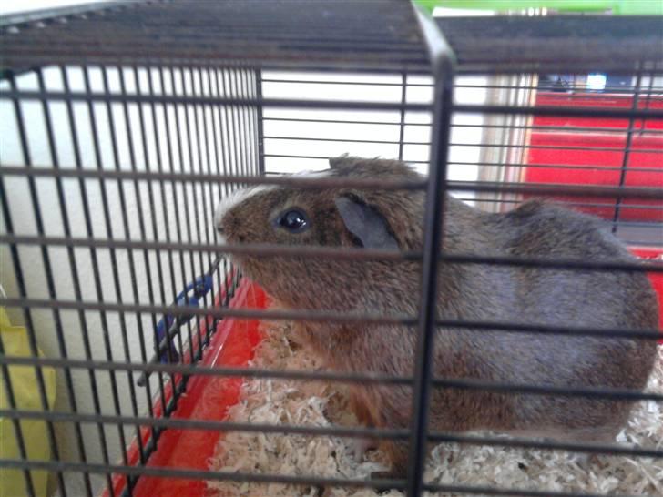 Marsvin King John John Carlos<3 billede 11