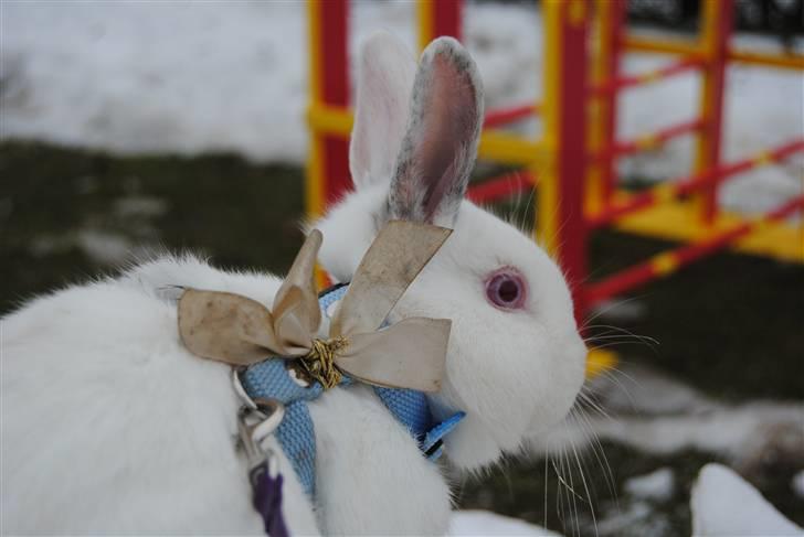 Kanin McGee - (1) Velkommen til Mcgee´s profil :D billede 1