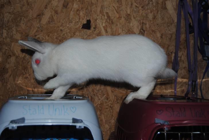 Kanin McGee -  Hehe går på transpotkasser billede 3