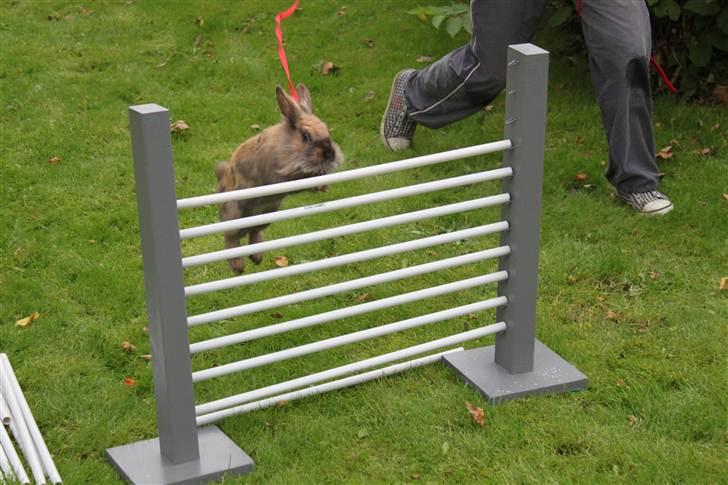 Kanin Nuggi billede 3