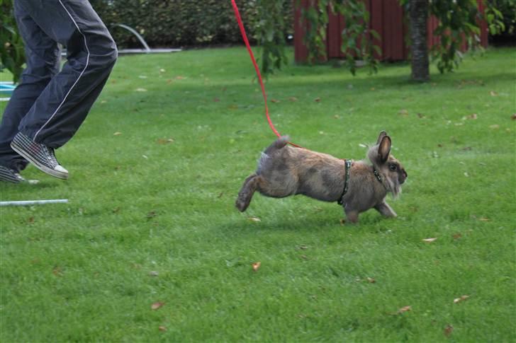 Kanin Nuggi billede 4