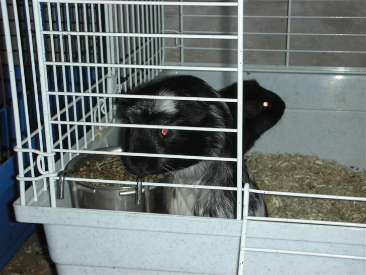 Marsvin Pandas Black Pearl billede 1