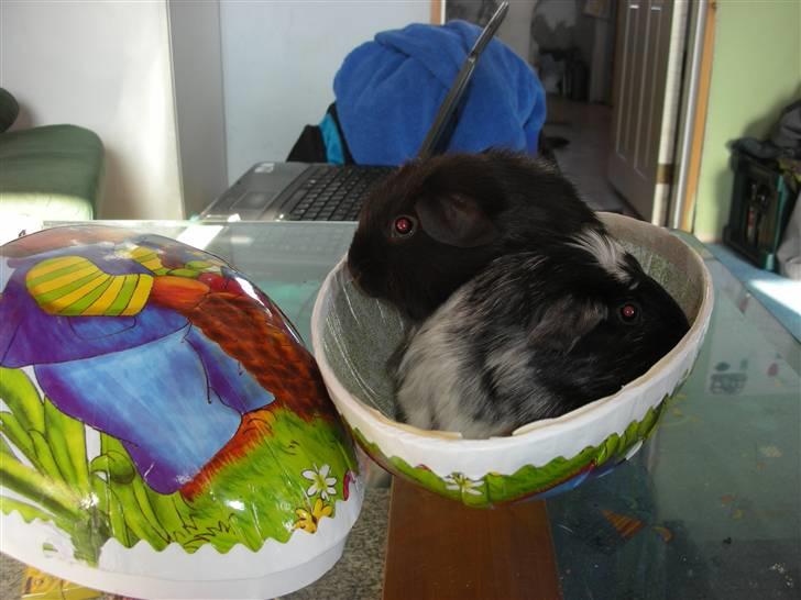 Marsvin Pandas Black Pearl billede 2