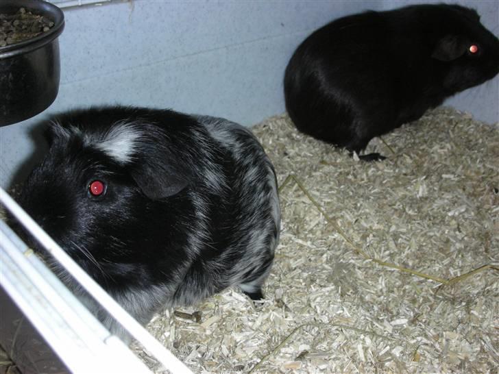 Marsvin Pandas Black Pearl billede 3