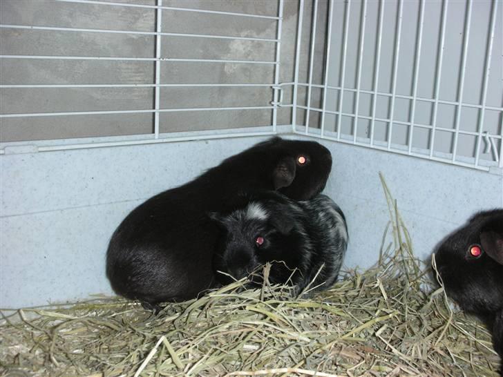 Marsvin Pandas Black Pearl billede 4