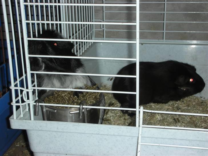 Marsvin Pandas Black Pearl billede 5