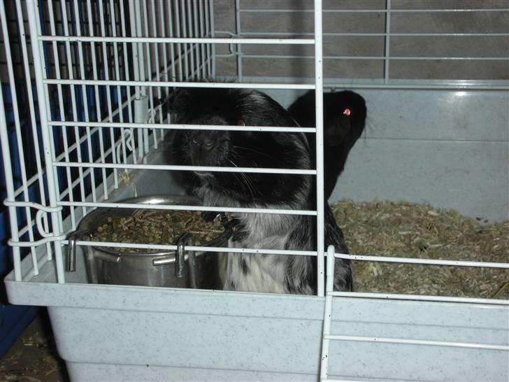 Marsvin Pandas Black Pearl billede 6