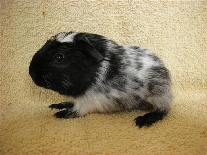 Marsvin Pandas Black Pearl billede 7