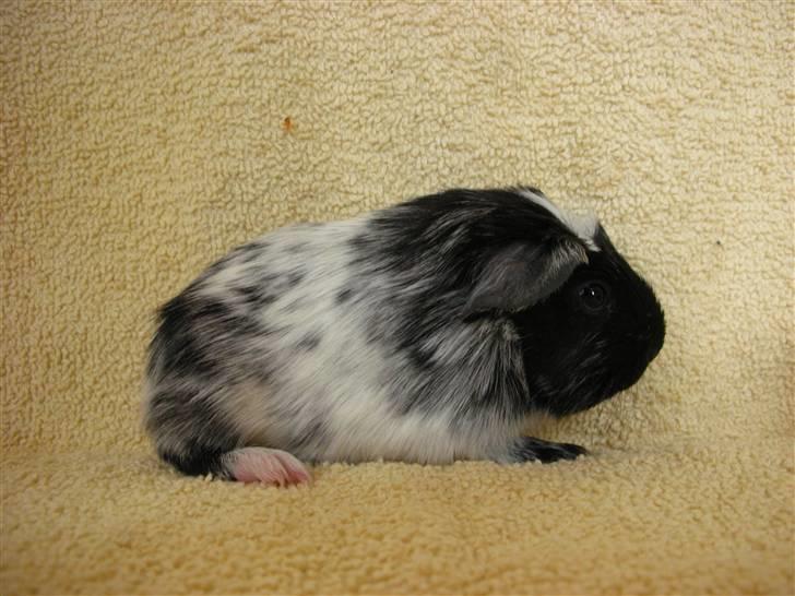 Marsvin Pandas Black Pearl billede 8