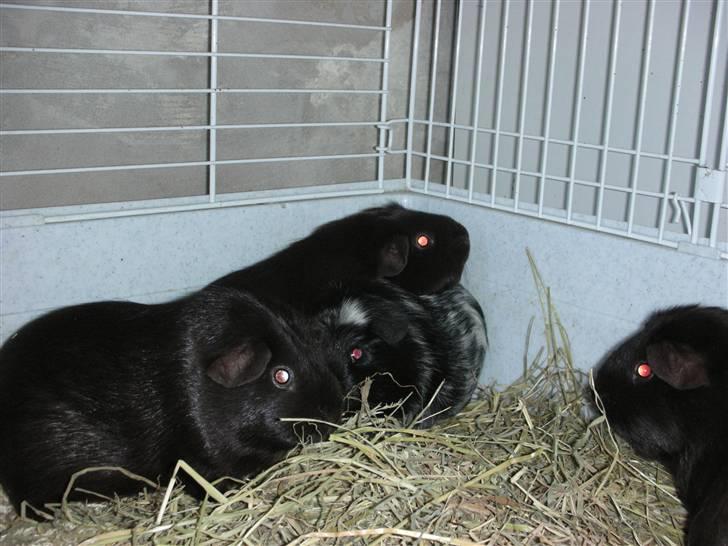 Marsvin Pandas Black Pearl billede 9