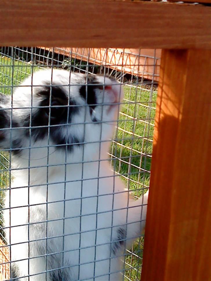 Kanin Snuske my soulmate<33 - Smuk, Smukker, Snuske billede 12