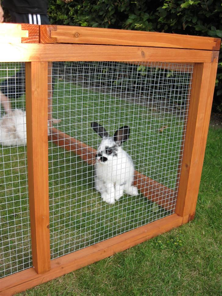 Kanin Snuske my soulmate<33 - .. Skønhed billede 13