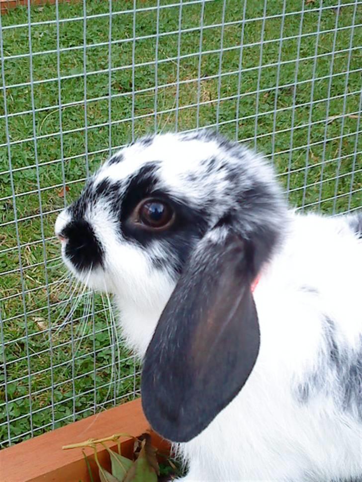 Kanin Snuske my soulmate<33 - Os to ja vi er skabt for hinanden billede 14