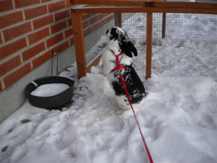 Kanin Snuske my soulmate<33 - Se jeg kan stå på 2 ben .. :) billede 15